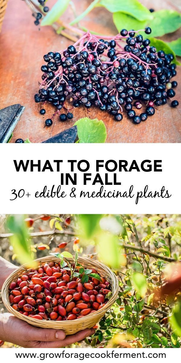 What to Forage in Fall: 30+ Edible and Medicinal Plants and Mushrooms -   18 plants Wild gardens ideas