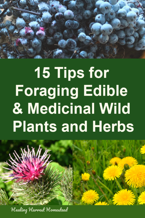 Tips for Wild Harvesting Medicinal + Edible Herbs (How to Forage Wild Plants Successfully and Safely) -   18 plants Wild gardens ideas
