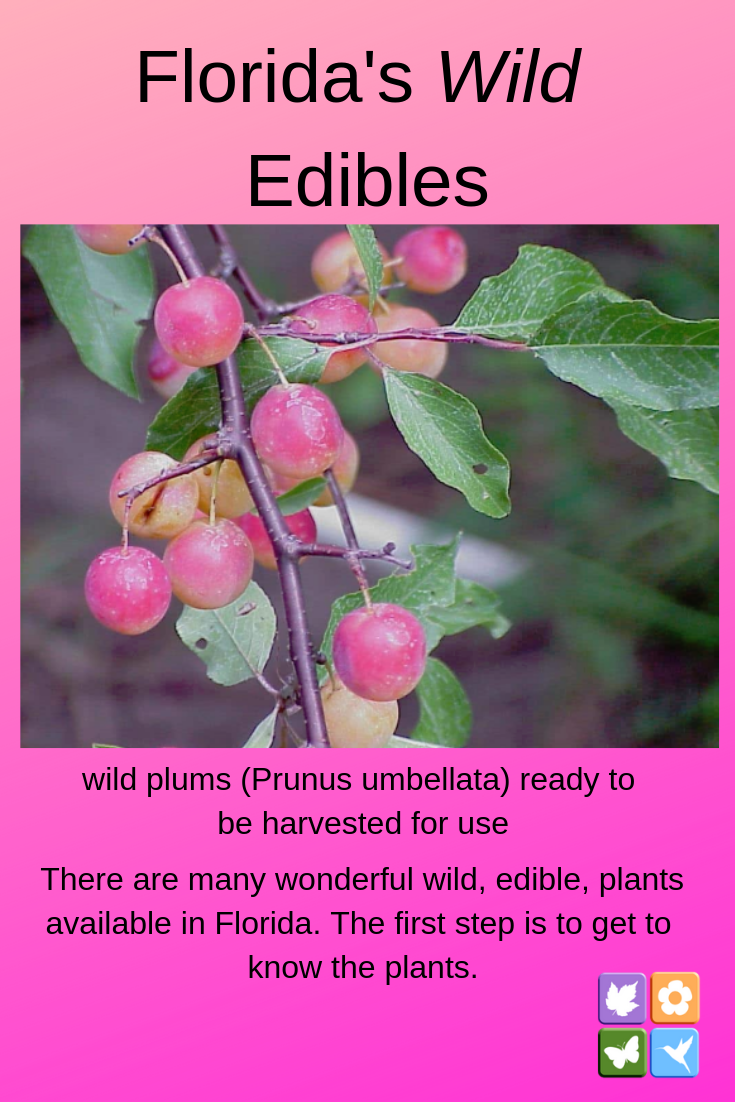 Florida's Wild Edibles -   18 plants Wild gardens ideas