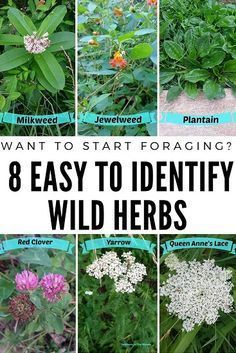 8 wild herbs I forage for (and you can too!) -   18 plants Wild gardens ideas