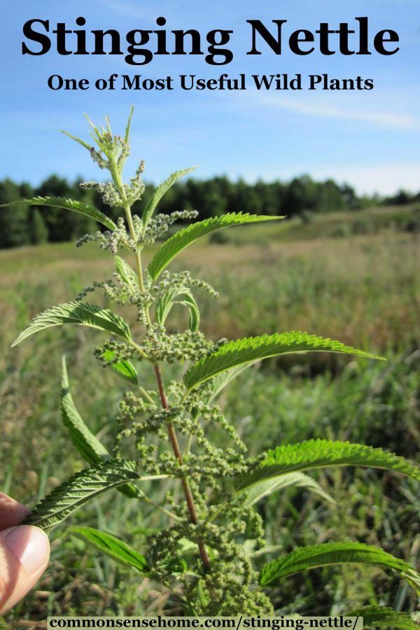 Stinging Nettle - One of the Most Useful Wild Plants -   18 plants Wild gardens ideas