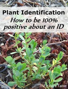 Plant Identification – How to be 100% positive about an ID -   18 plants Wild gardens ideas