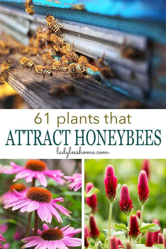 61 Plants That Attract Honeybees -   18 plants Wild gardens ideas
