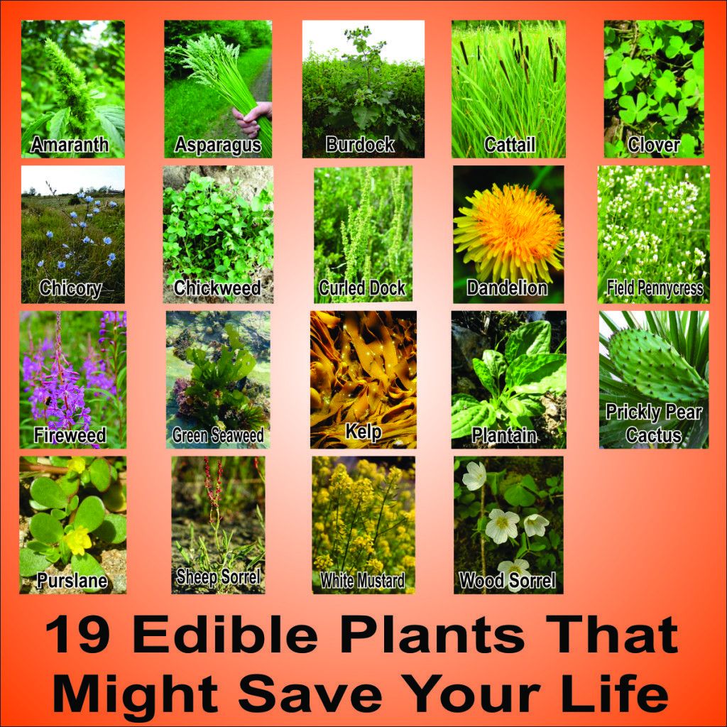 Wild Edible Plants in your Backyard! (HD) -   18 plants Wild gardens ideas