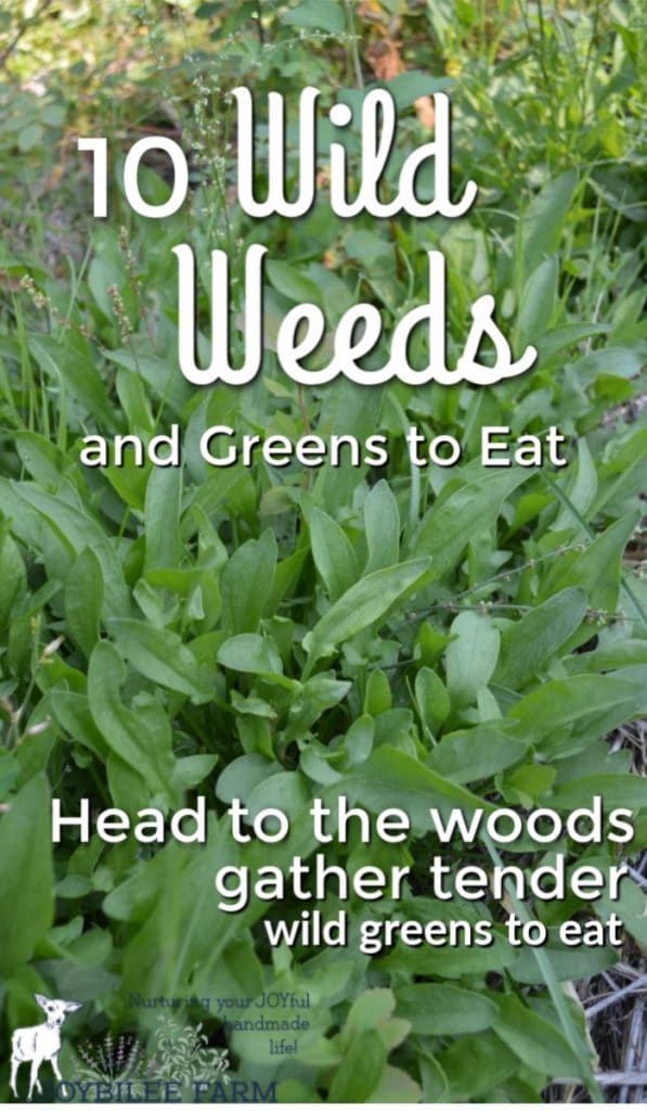 10 Wild Weeds and Greens to Eat -   18 plants Wild gardens ideas
