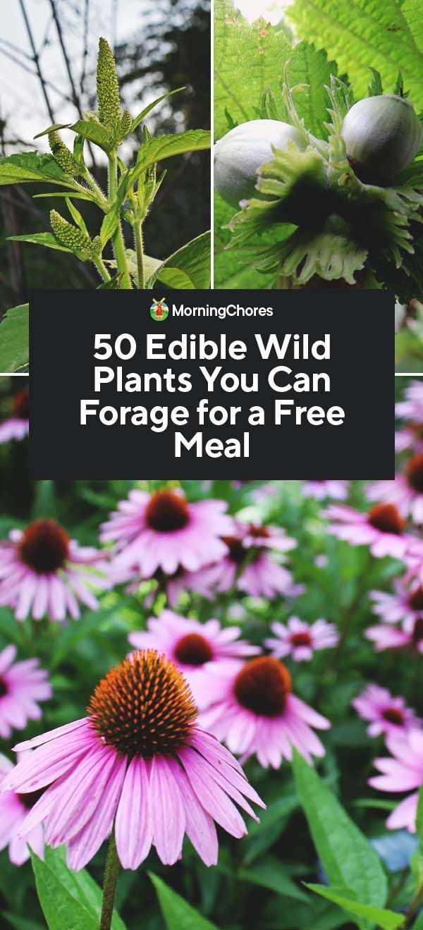 50 Edible Wild Plants You Can Forage for a Free Meal -   18 plants Wild gardens ideas