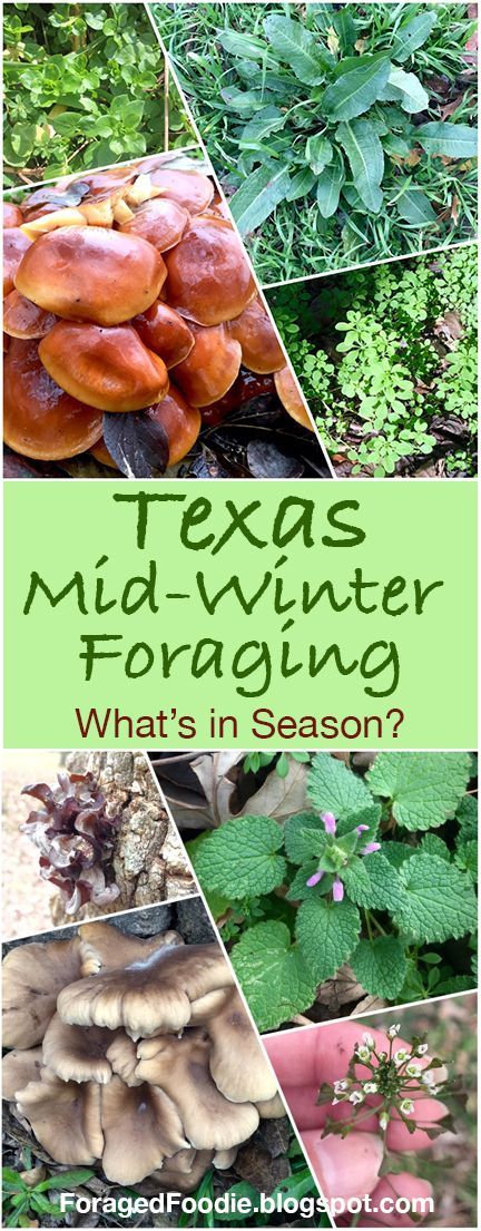 Mid-winter foraging in Texas, what's in season? (Early spring plants for everywhere else) -   18 plants Wild gardens ideas