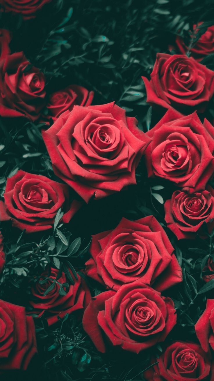 Red garden roses. -   7 plants Wallpaper red ideas