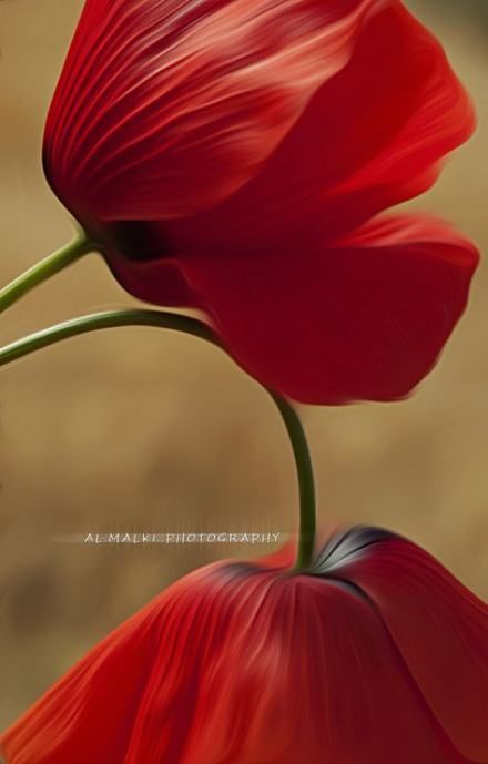 43+  Ideas for flowers photography wallpaper red poppies -   7 plants Wallpaper red ideas