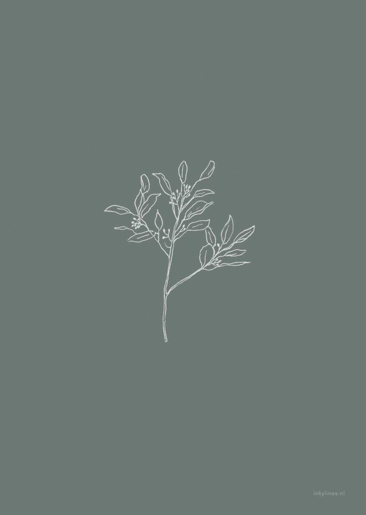 Eucalyptus -   8 plants Aesthetic drawing ideas