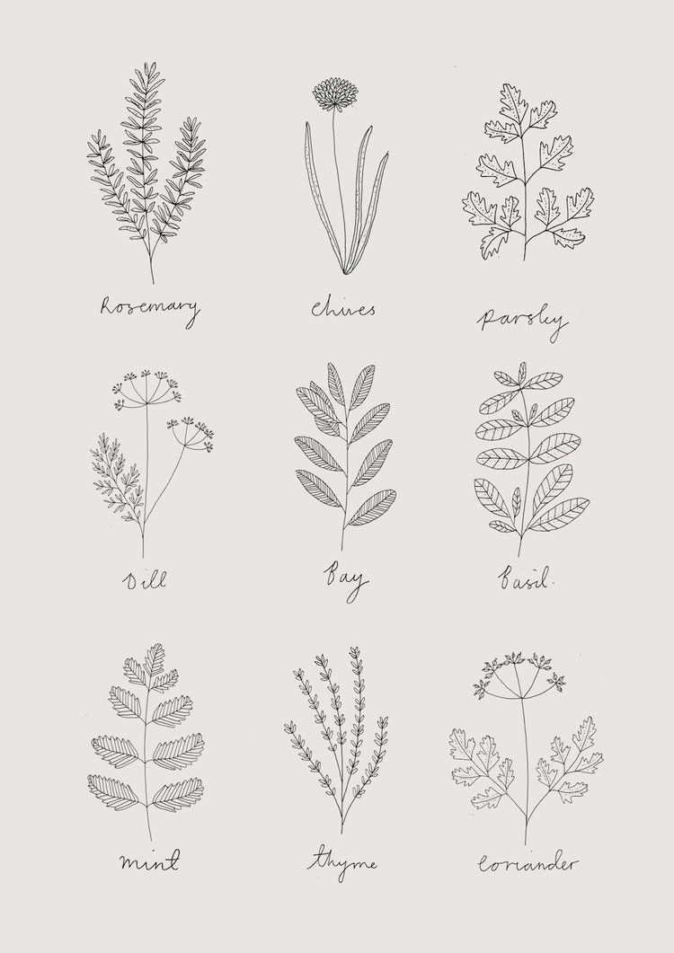 8 plants Aesthetic drawing ideas