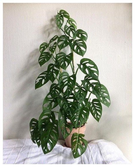 10 plants Indoor leaves ideas