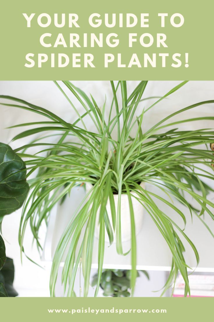 Spider Plant Care - How to Grow + Propagate -   10 plants Indoor leaves ideas