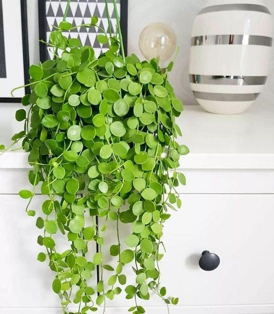 10 plants Indoor leaves ideas