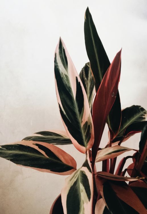 Yes, They're Real: 7 Stunning House Plants That Are Actually Pink -   10 plants Indoor leaves ideas