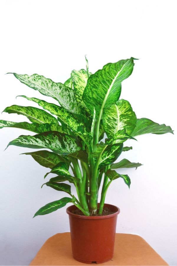 Brave {Low Light} Houseplants That Aren't Afraid Of The Dark -   10 plants Indoor leaves ideas