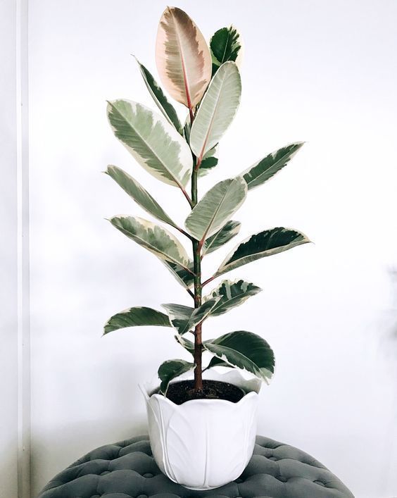 The 15 best indoor plants for minimalist homes -   10 plants Indoor leaves ideas