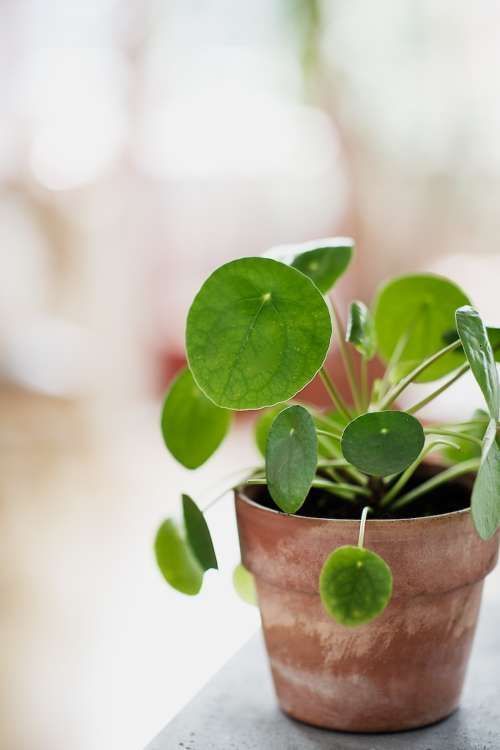 7 Houseplants With the Most Unique Leaves We've Ever Seen -   10 plants Indoor leaves ideas