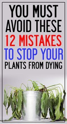 Avoid These 12 Mistakes and Your Indoor Plants Won't Die Suddenly -   10 plants Indoor leaves ideas