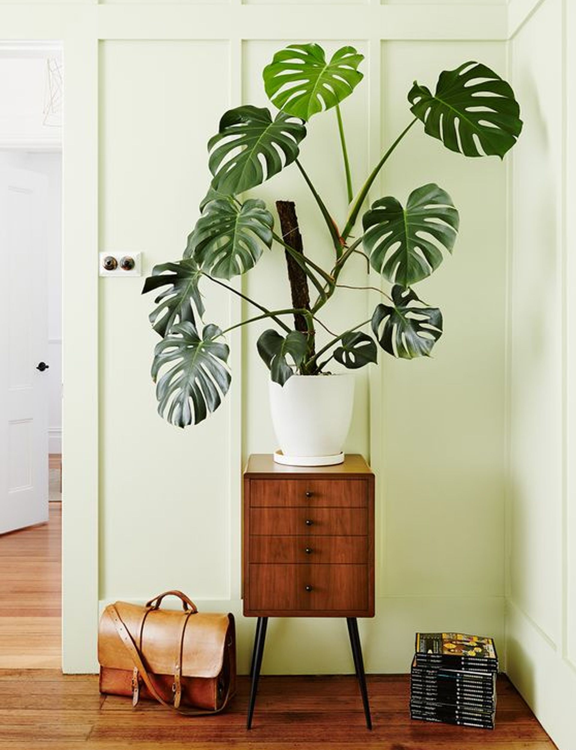 Why indoor trees are the house plant trend to embrace in 2019 -   10 plants Indoor leaves ideas