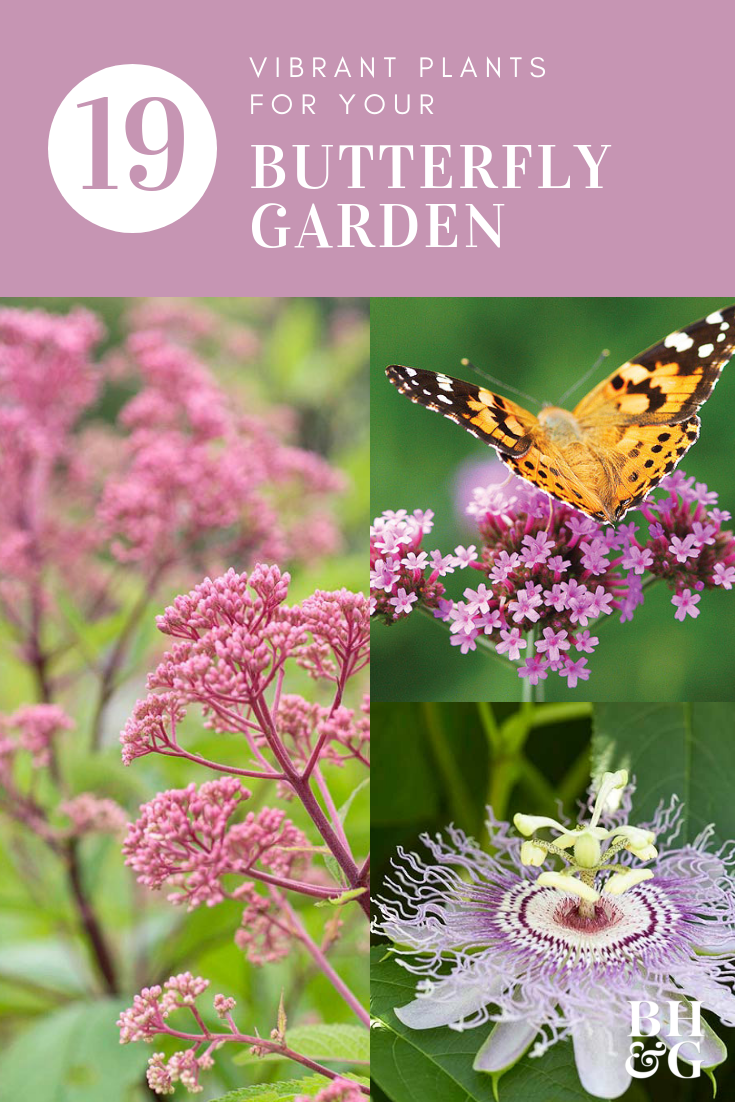 20+ Flowers to Use in Your Butterfly Garden -   10 plants Wallpaper gardens ideas