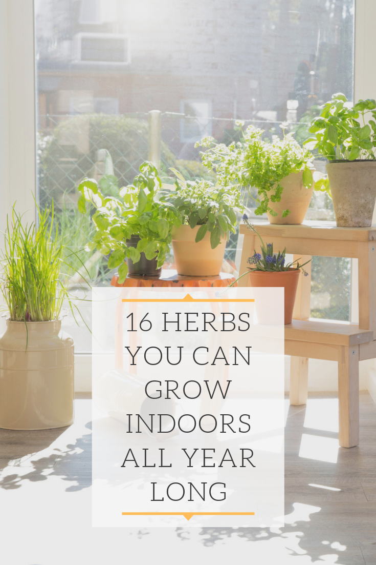 16 Herbs You Can Grow Indoors All Year Long -   12 garden design House window ideas