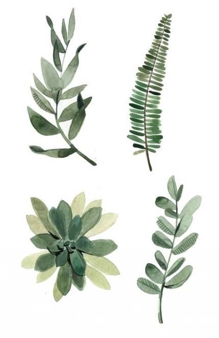 67 Best Ideas Plants Drawing Botanical Illustration Ferns -   12 plants Drawing nature ideas