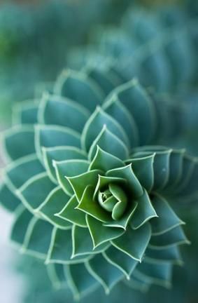 70 Ideas Plants Pattern Sacred Geometry For 2019 -   12 plants Pattern inspiration ideas