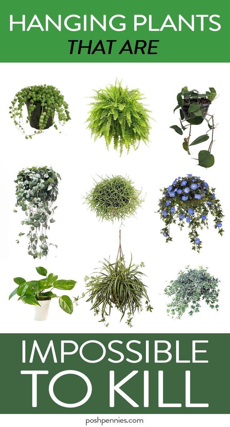 10 Houseplants That Need (Almost) Zero Sunlight -   13 planting Interior indoor ideas