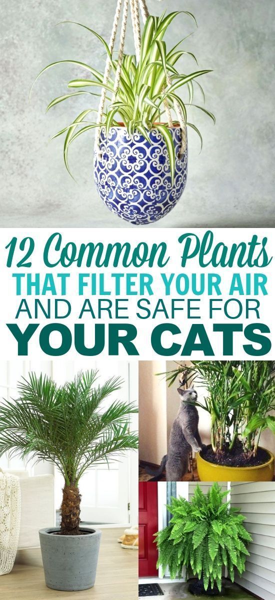 12 Common House Plants That Filter Your Air All Day -   14 planting Indoor cat friendly ideas