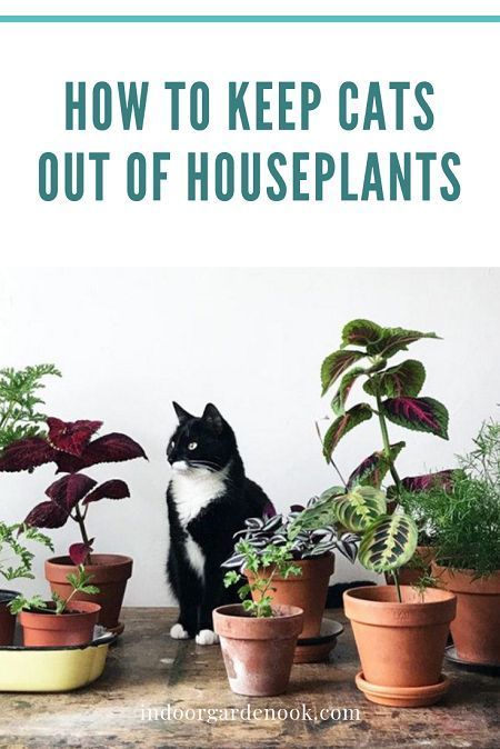 How To Keep Cats Out Of Houseplants -   14 planting Indoor cat friendly ideas