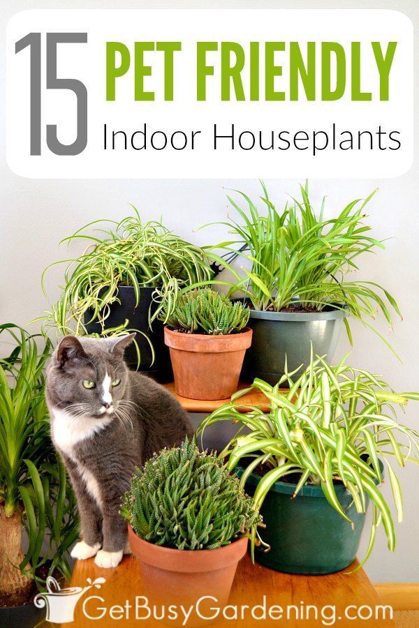 15 Indoor Plants That Are Safe For Cats And Dogs -   14 planting Indoor cat friendly ideas