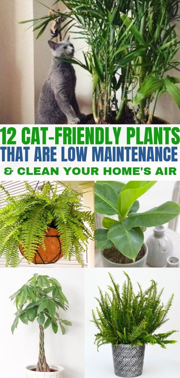 12 Air Cleaning Plants that are Safe for Cats -   14 planting Indoor cat friendly ideas