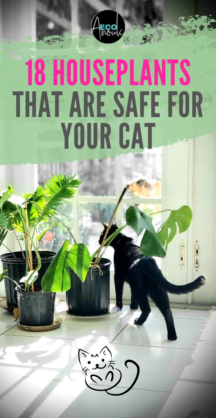 18 Houseplants That Are Safe for My Cat -   14 planting Indoor cat friendly ideas