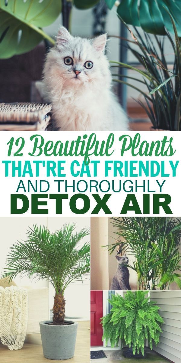 12 Air Filtering Plants Safe for Pets -   14 planting Indoor cat friendly ideas