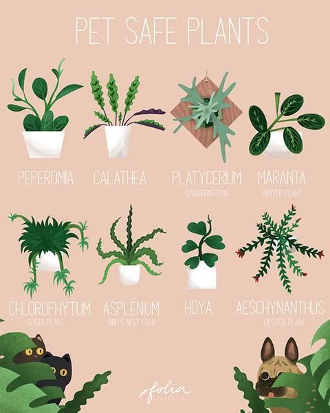 Pet Friendly Plants -   14 planting Indoor cat friendly ideas