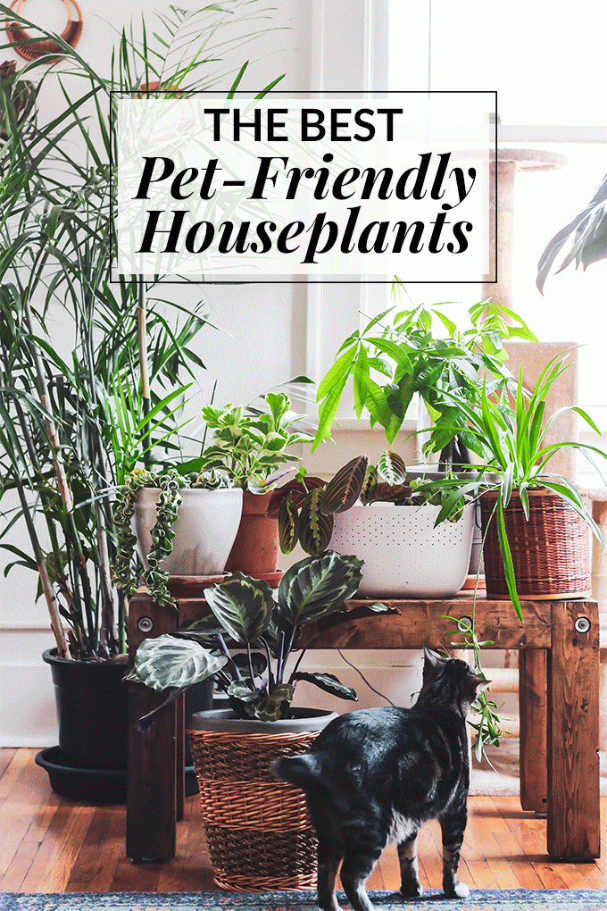 The Best Pet Friendly Houseplants -   14 planting Indoor cat friendly ideas