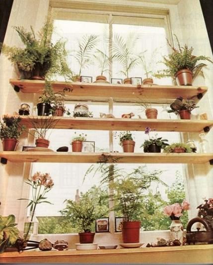 Plants indoor kitchen shelves 39+ Ideas -   15 planting Indoor kitchen ideas