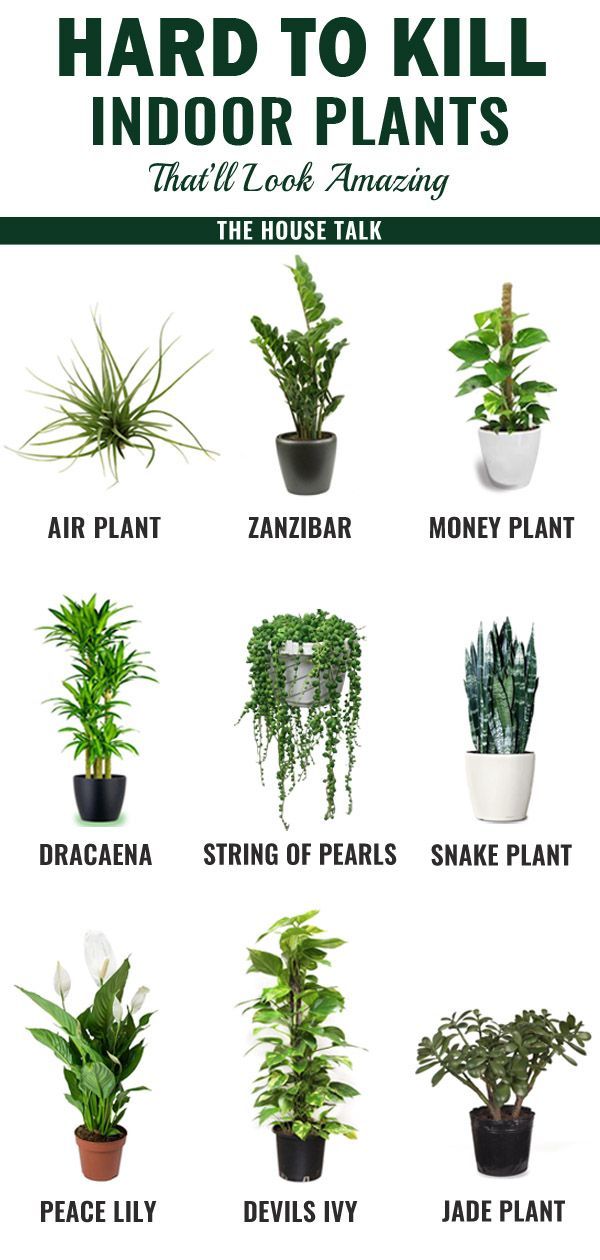 Hard To Kill Indoor Plants That'll Look Amazing In Your Home -   15 planting Indoor kitchen ideas