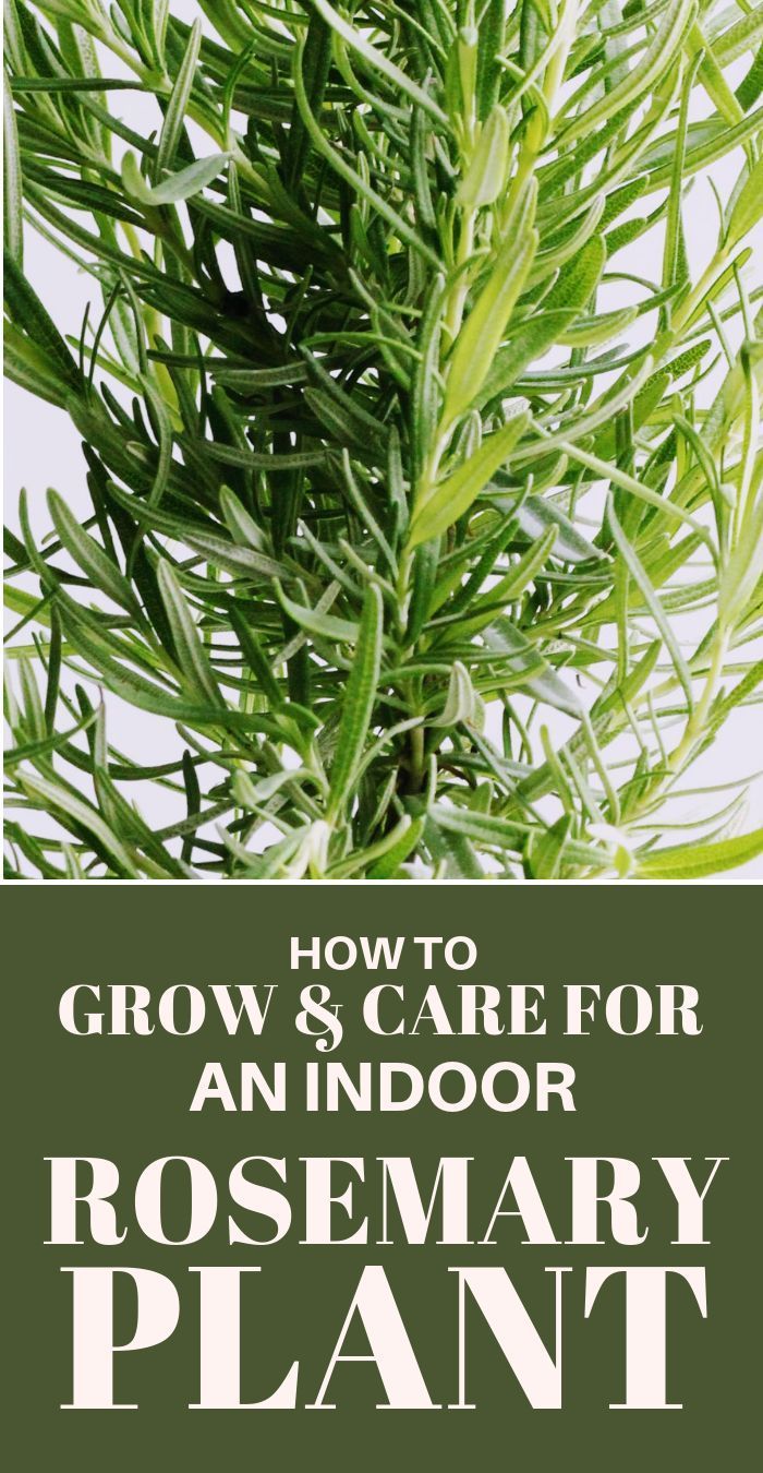 How to Grow and Care For an Indoor Rosemary Plant - -   15 planting Indoor kitchen ideas