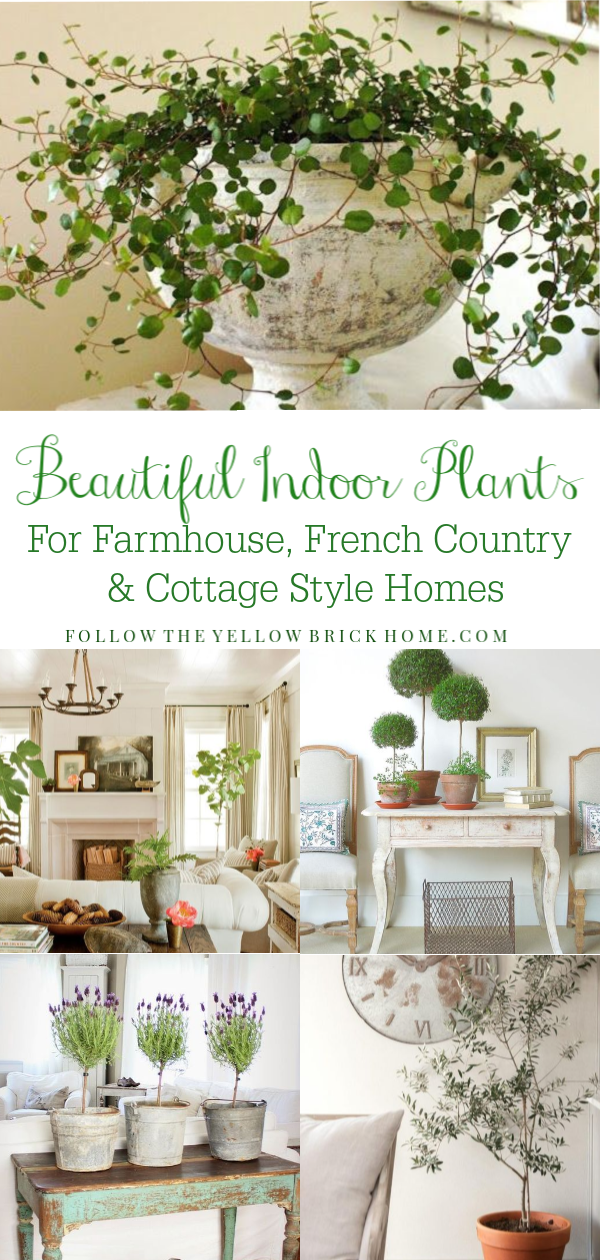 The Best Indoor House Plants For Farmhouse and French Country Style -   15 planting Indoor kitchen ideas