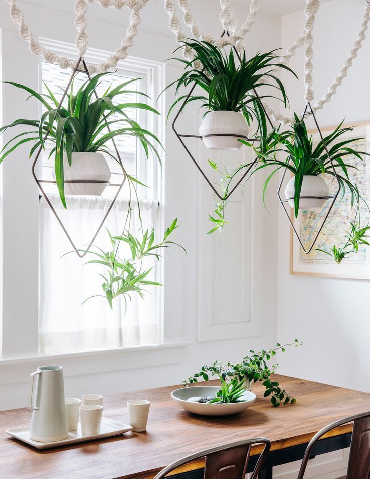 Designing with Potted Plants -   15 planting Indoor kitchen ideas