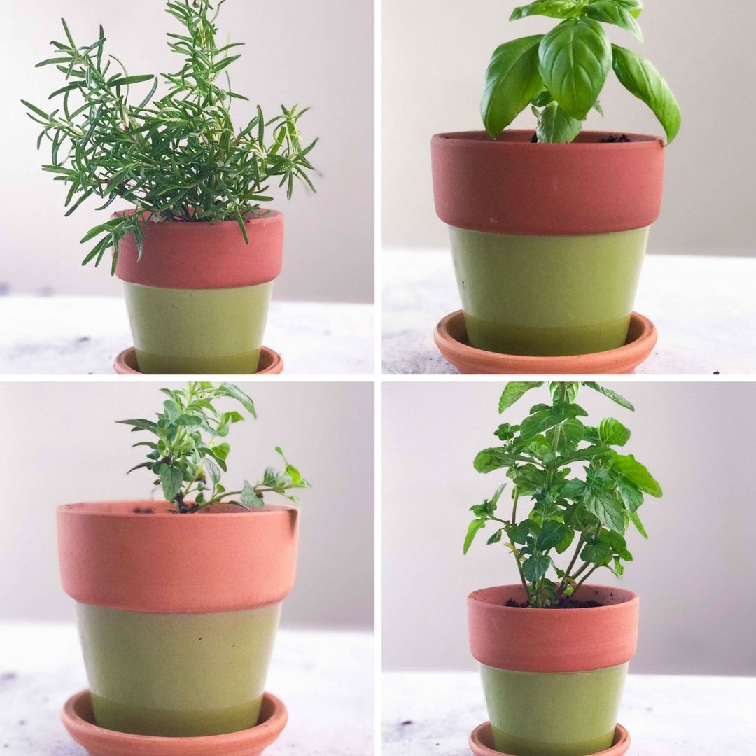 4 Herbs You Can Grow at Home -   15 planting Indoor kitchen ideas