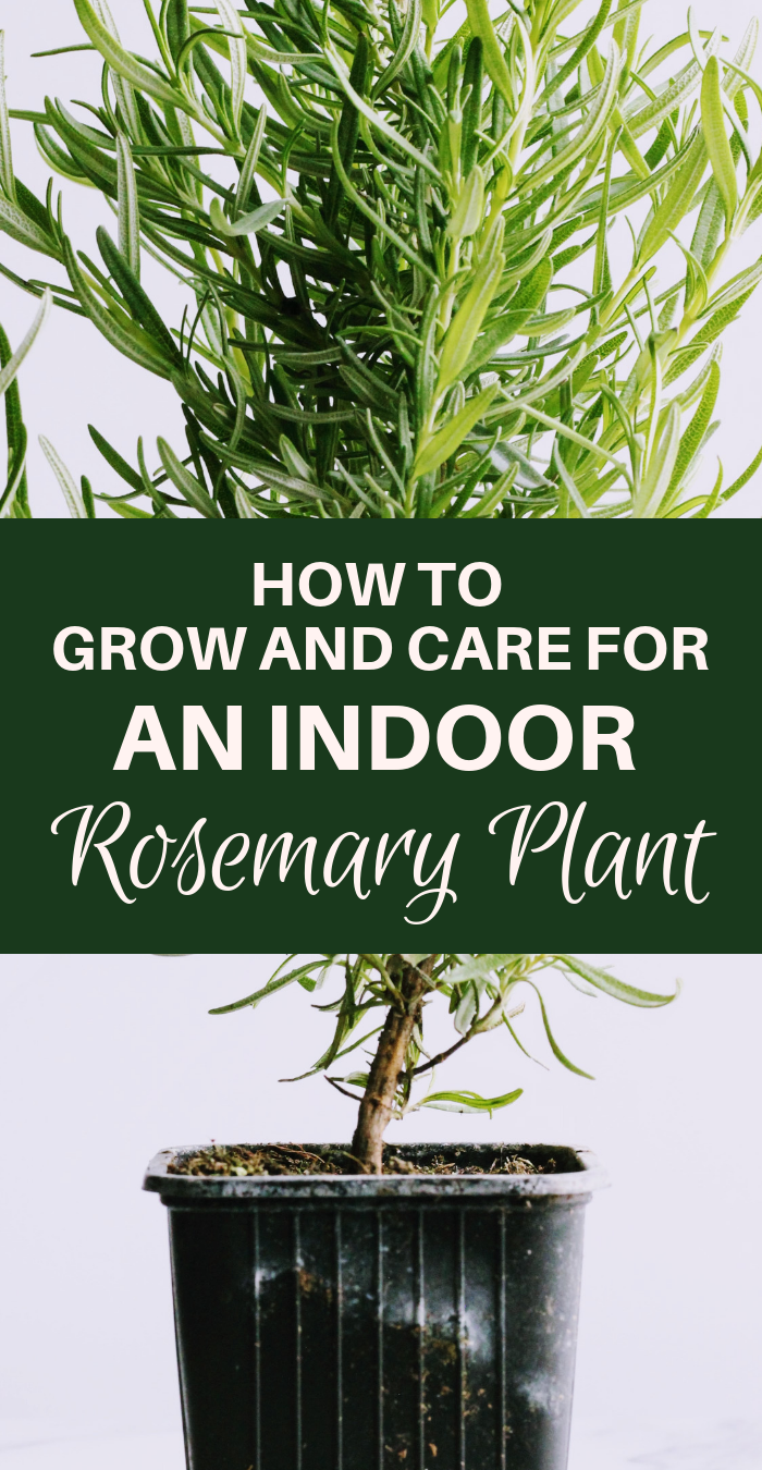 How to Grow a Rosemary Plant Indoors -   15 planting Indoor kitchen ideas