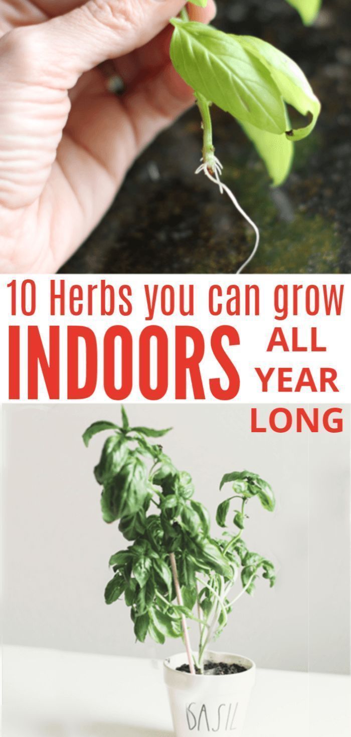 15 planting Indoor kitchen ideas