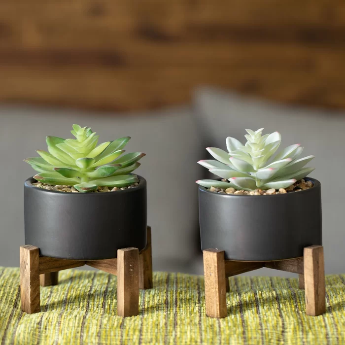 2 Piece Succulent Plant in Pot Set -   15 plants Interior wood ideas