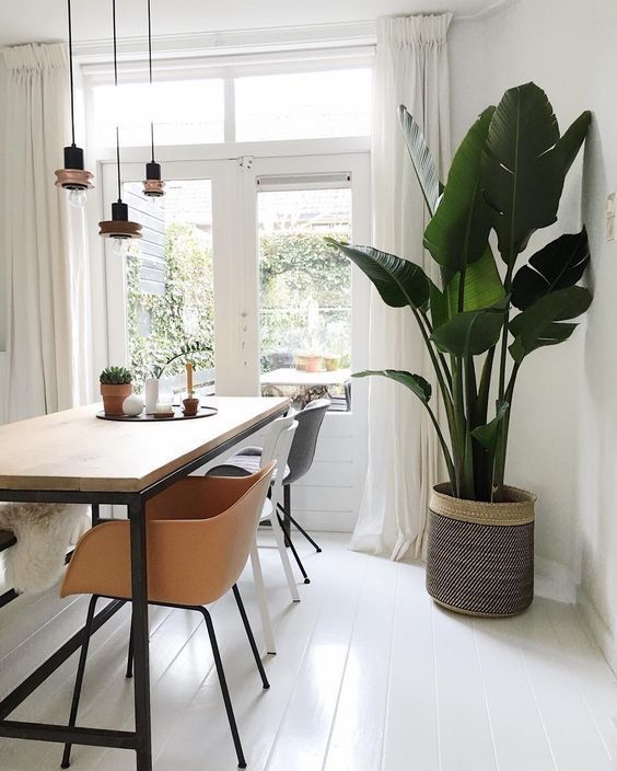 Veel ruimte in huis? Ga voor ??n van deze 5 grote kamerplanten! -   15 plants Interior wood ideas