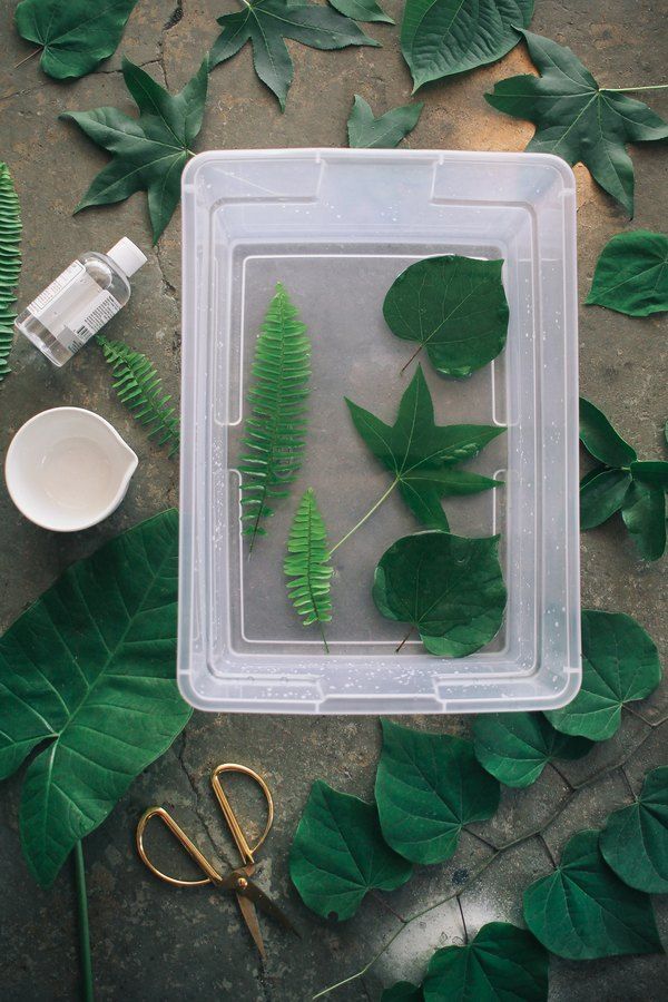 How to Frame Real Leaves to Create Original Botanical Art -   16 planting Art leaves ideas