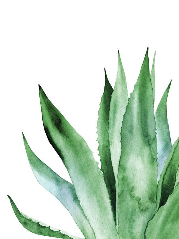 Agave leaves by Ann Solo on -   16 planting Art leaves ideas