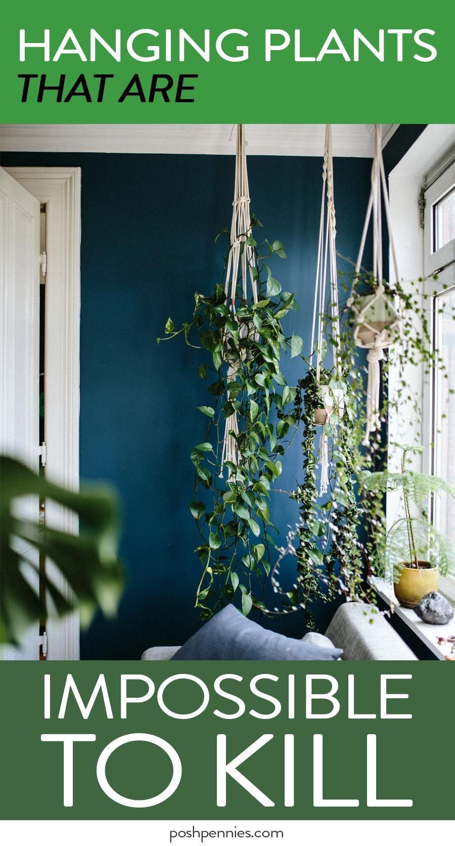 9 Stunning Indoor Hanging Plants That You Can Keep Alive -   17 house plants Decor ideas